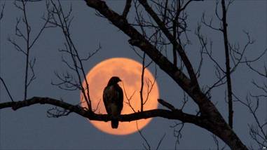 Hawk silloetted against an orange moon